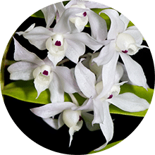 Hương Vani