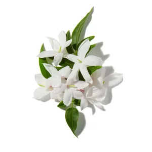 Hoa Nhài (Jasmine)