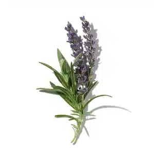 Hoa Oải Hương (Lavender)