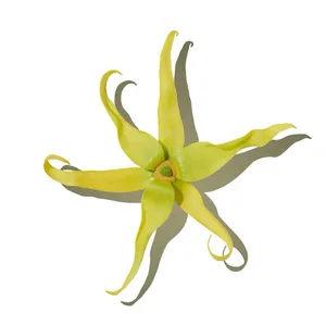 Ngọc Lan Tây (Ylang-Ylang)